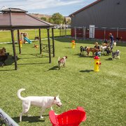 country club for pets reviews