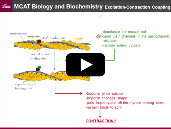 princeton review mcat course schedule